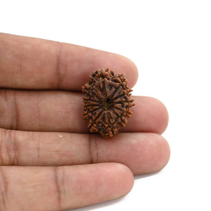 12 Mukhi Rudraksha (Nepal) 25.01 M.M.