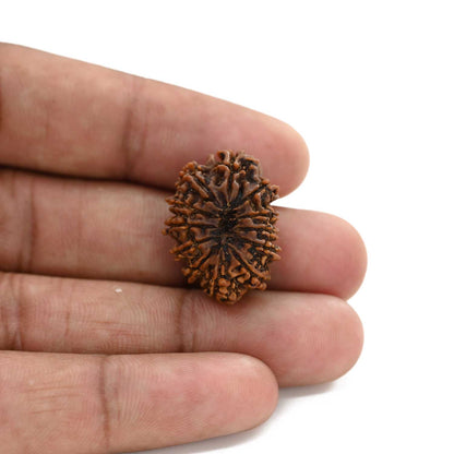 12 Mukhi Rudraksha (Nepal) 25.01 M.M.