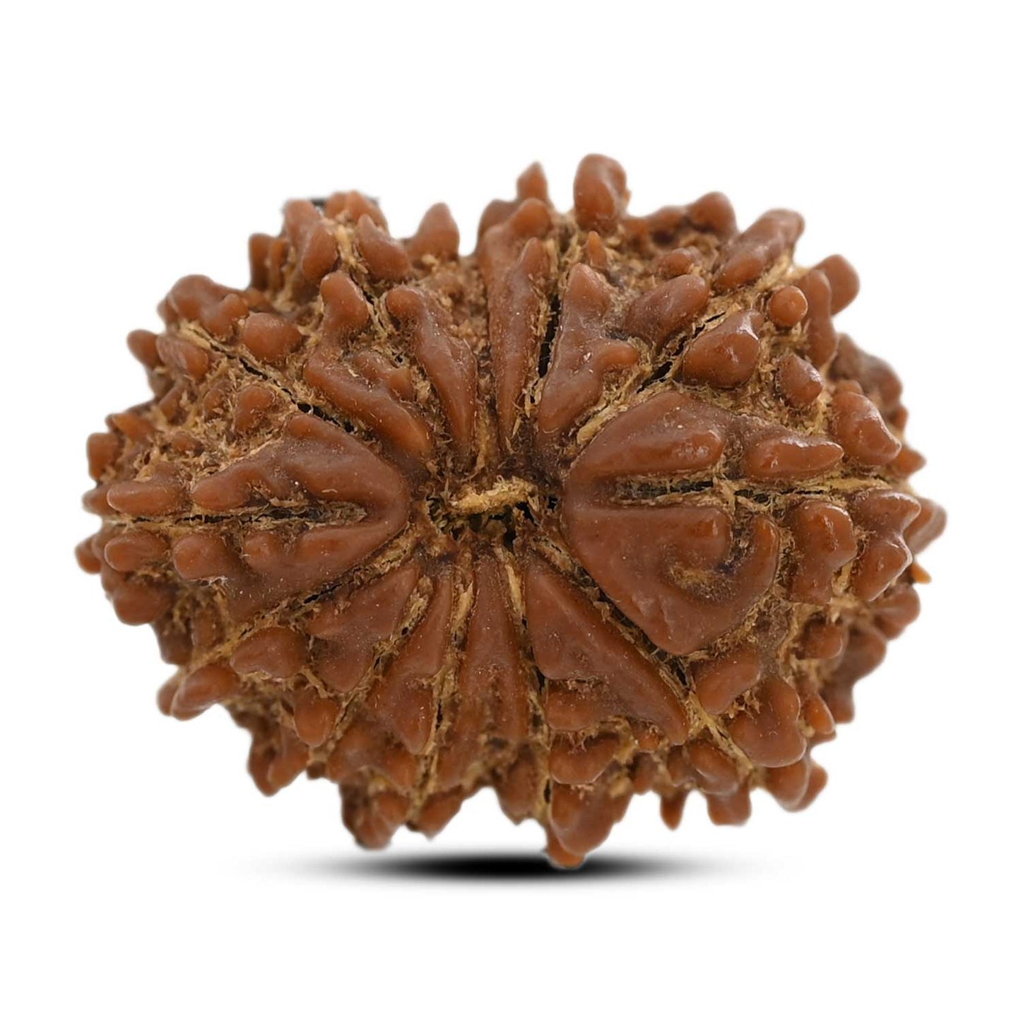 12 Mukhi Rudraksha (Nepal) 24.05 M.M.
