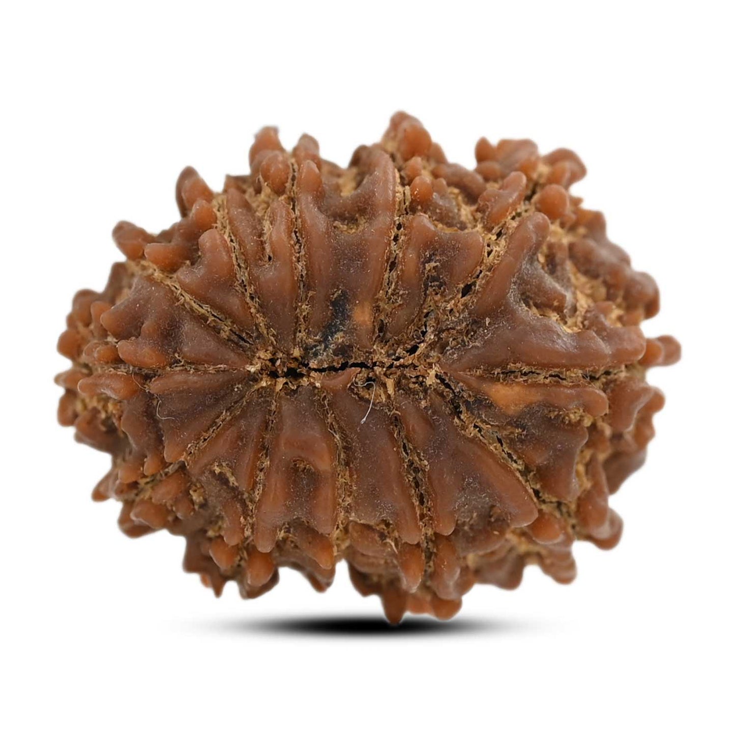12 Mukhi Rudraksha (Nepal) 24.05 M.M.