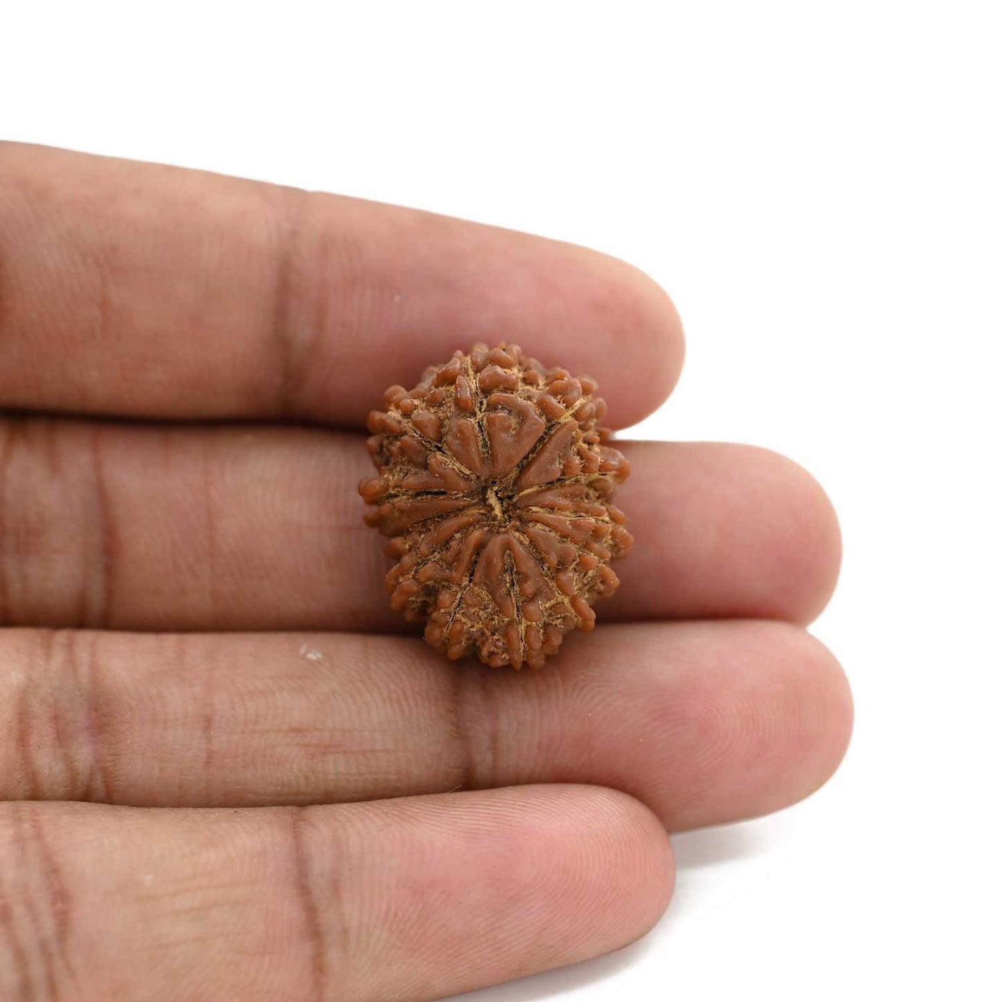 12 Mukhi Rudraksha (Nepal) 24.05 M.M.