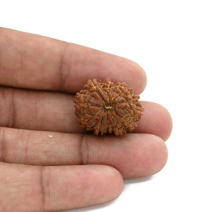 12 Mukhi Rudraksha (Nepal) 24.05 M.M.