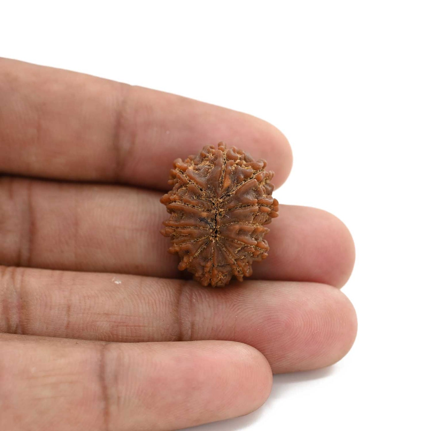 12 Mukhi Rudraksha (Nepal) 24.05 M.M.