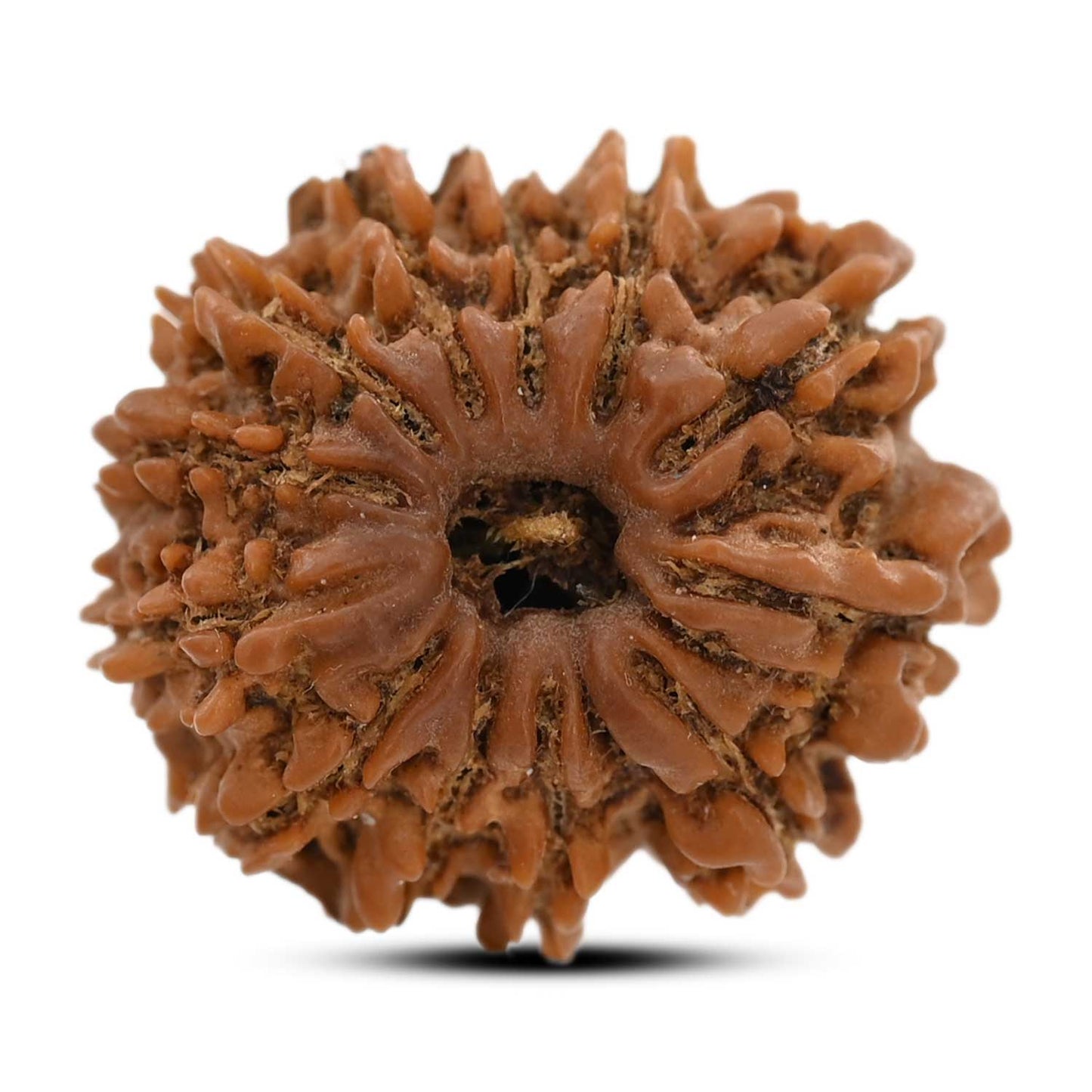 12 Mukhi Rudraksha (Nepal) 24.65 M.M.
