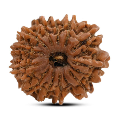 12 Mukhi Rudraksha (Nepal) 24.65 M.M.