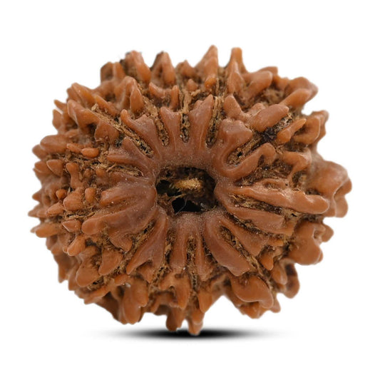 12 Mukhi Rudraksha (Nepal) 23.17 M.M.