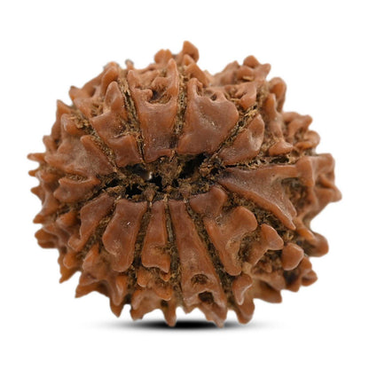 12 Mukhi Rudraksha (Nepal) 24.65 M.M.