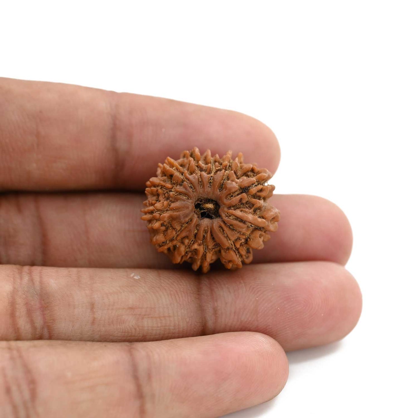 12 Mukhi Rudraksha (Nepal) 24.65 M.M.