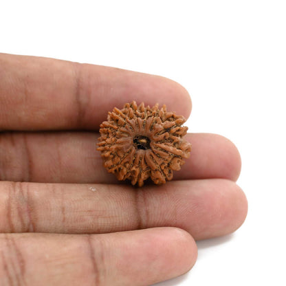 12 Mukhi Rudraksha (Nepal) 24.65 M.M.