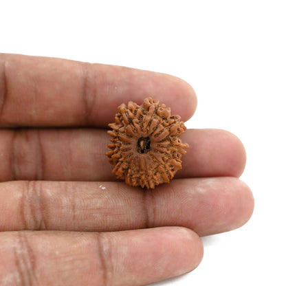 12 Mukhi Rudraksha (Nepal) 24.65 M.M.