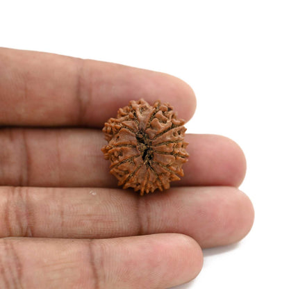 12 Mukhi Rudraksha (Nepal) 24.65 M.M.