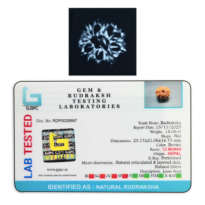 12 Mukhi Rudraksha (Nepal) 24.65 M.M.