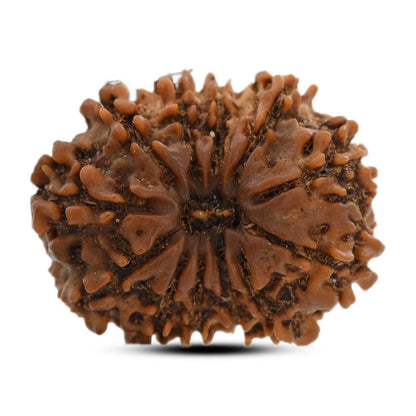 12 Mukhi Rudraksha (Nepal) 25.02 M.M.