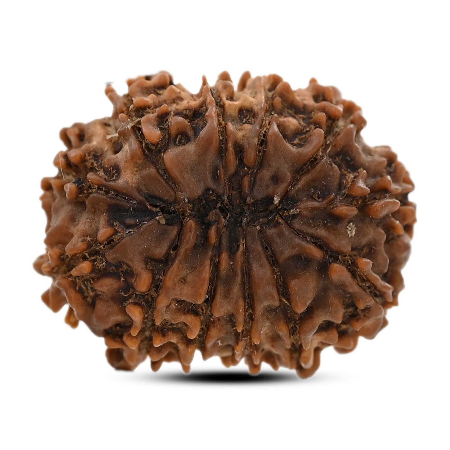 12 Mukhi Rudraksha (Nepal) 25.02 M.M.