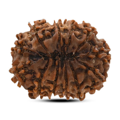 12 Mukhi Rudraksha (Nepal) 25.02 M.M.
