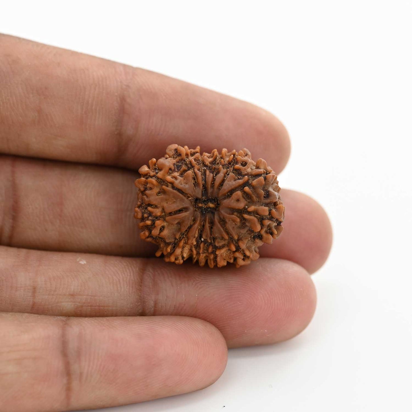 12 Mukhi Rudraksha (Nepal) 25.02 M.M.