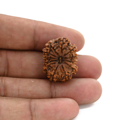 12 Mukhi Rudraksha (Nepal) 25.02 M.M.
