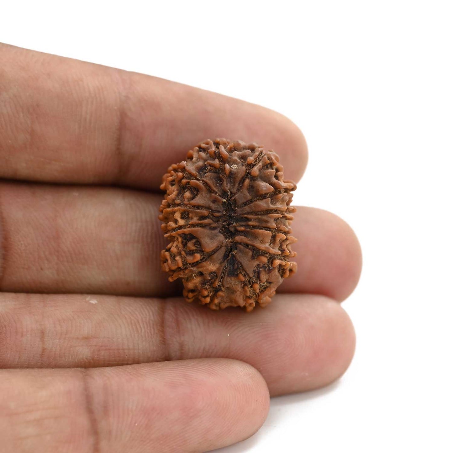 12 Mukhi Rudraksha (Nepal) 25.02 M.M.