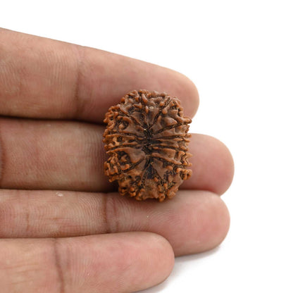 12 Mukhi Rudraksha (Nepal) 25.02 M.M.