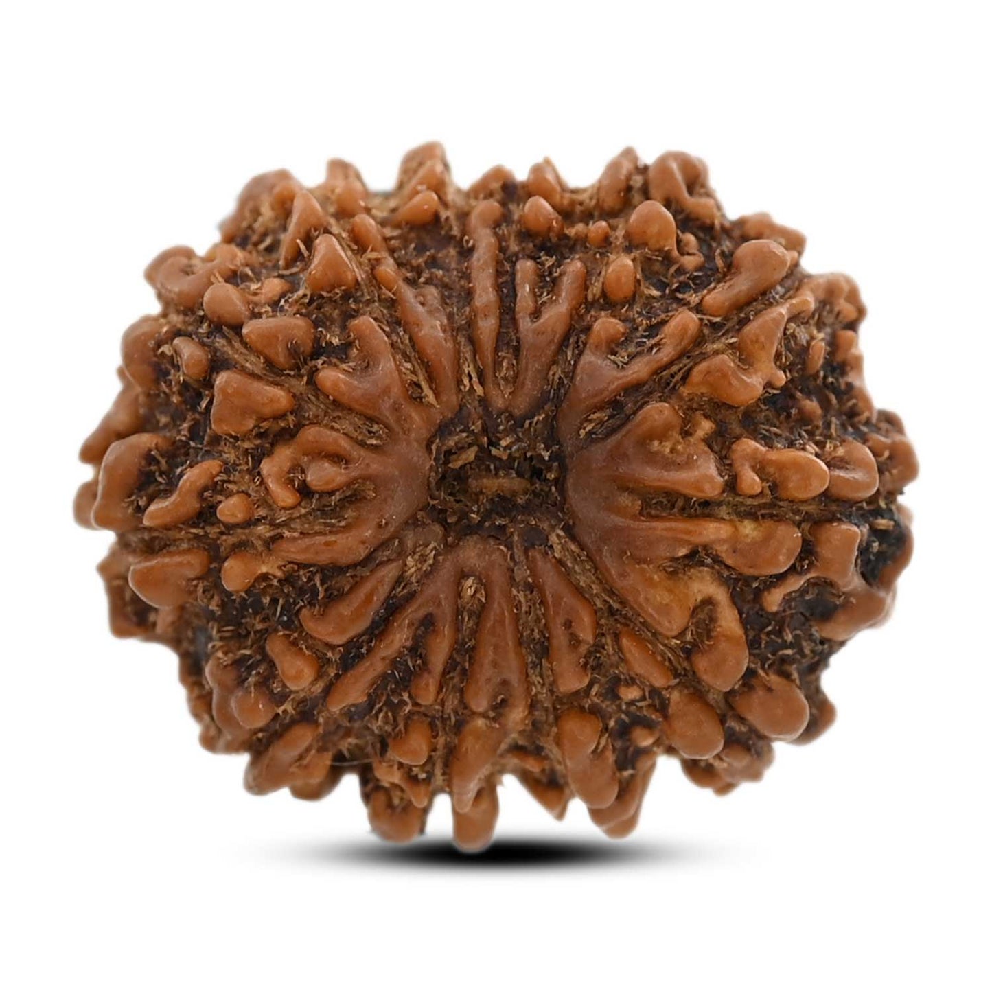 12 Mukhi Rudraksha (Nepal) 25.6 M.M.