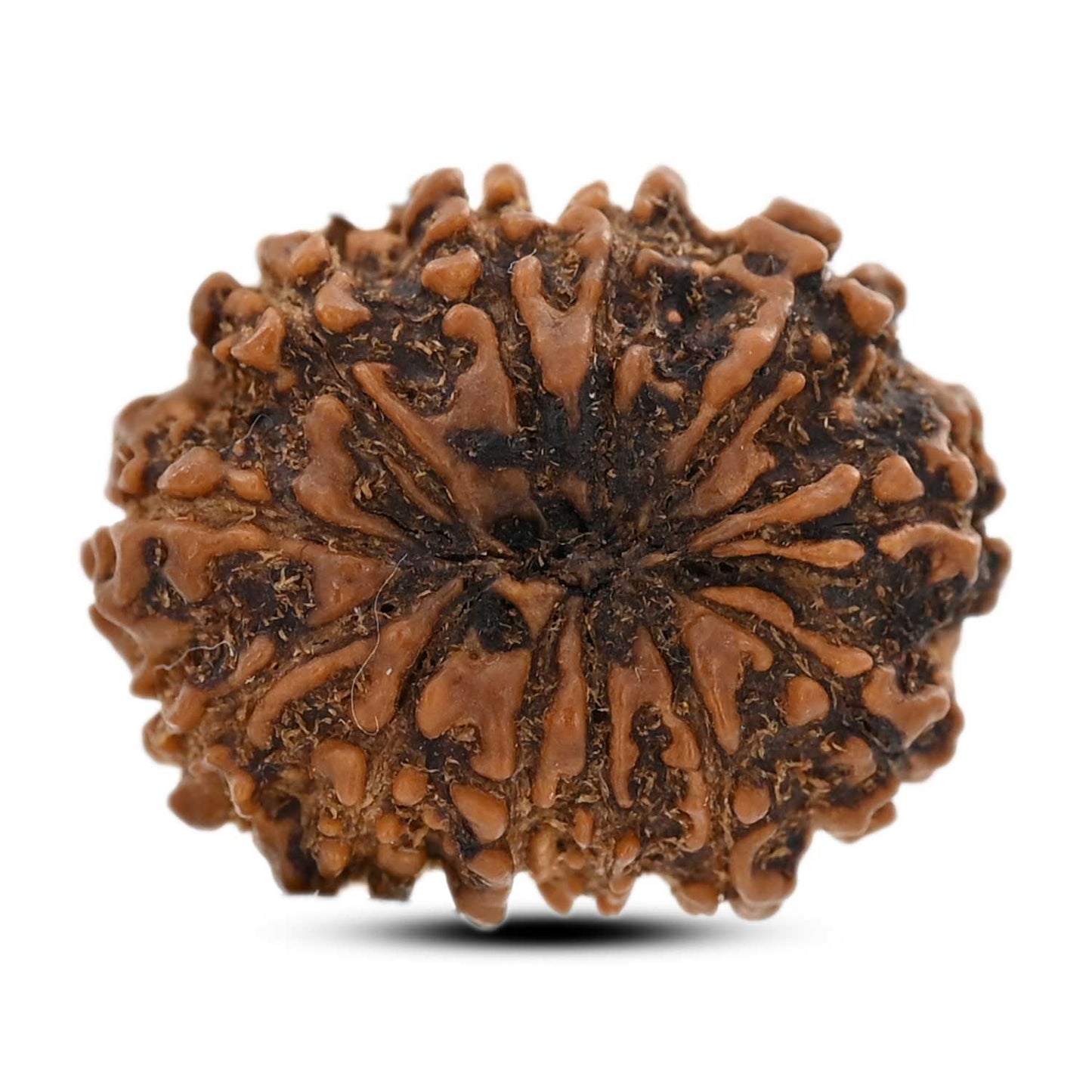 12 Mukhi Rudraksha (Nepal) 25.6 M.M.