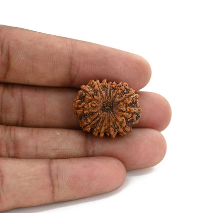 12 Mukhi Rudraksha (Nepal) 25.6 M.M.