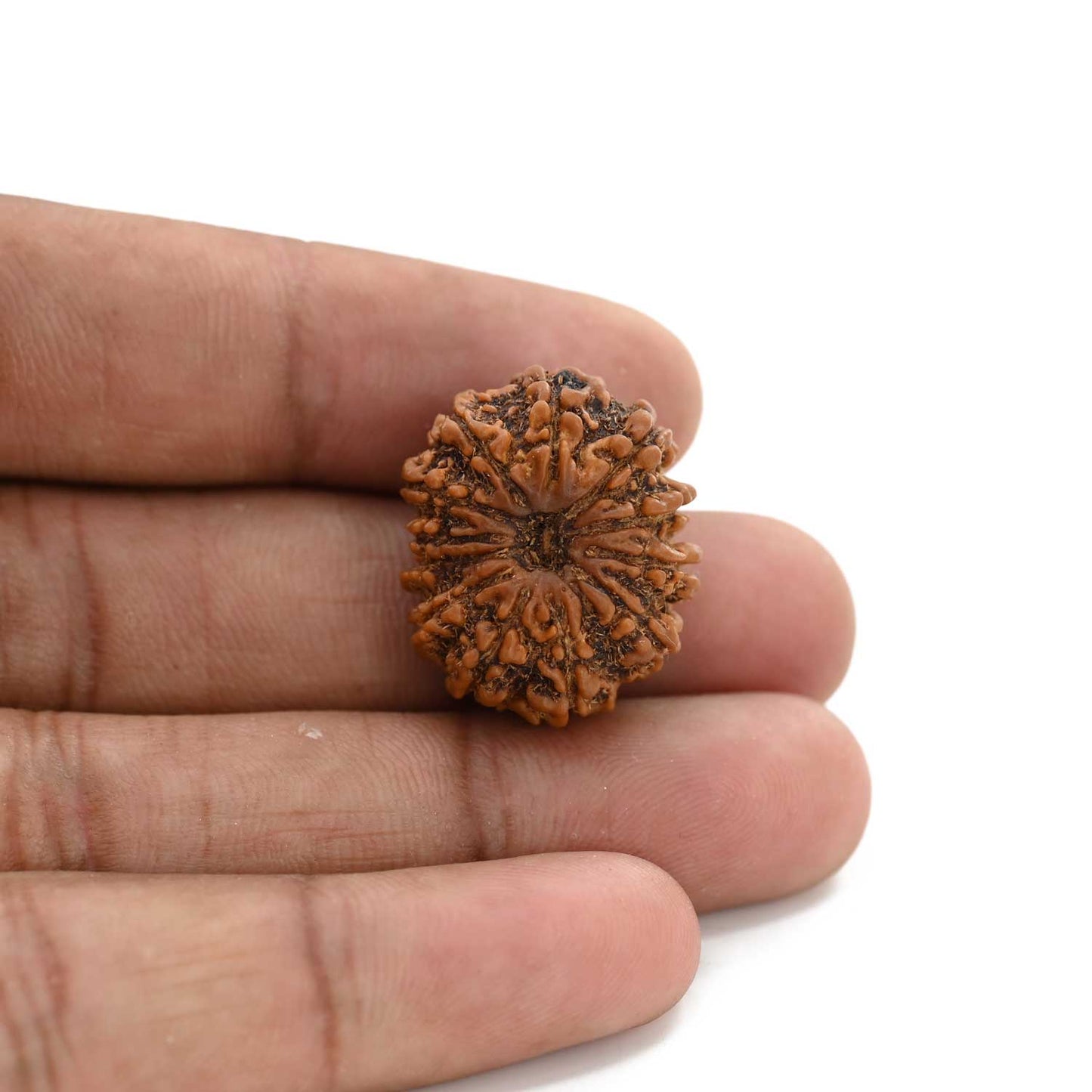 12 Mukhi Rudraksha (Nepal) 25.6 M.M.