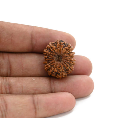 12 Mukhi Rudraksha (Nepal) 25.6 M.M.