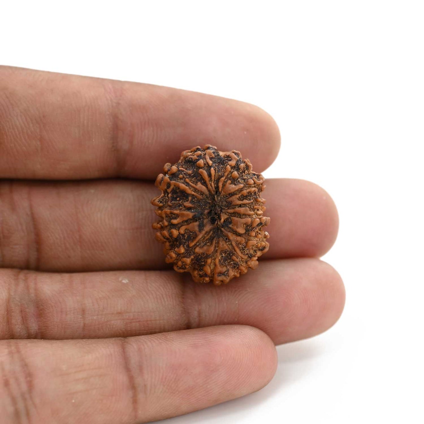 12 Mukhi Rudraksha (Nepal) 25.6 M.M.