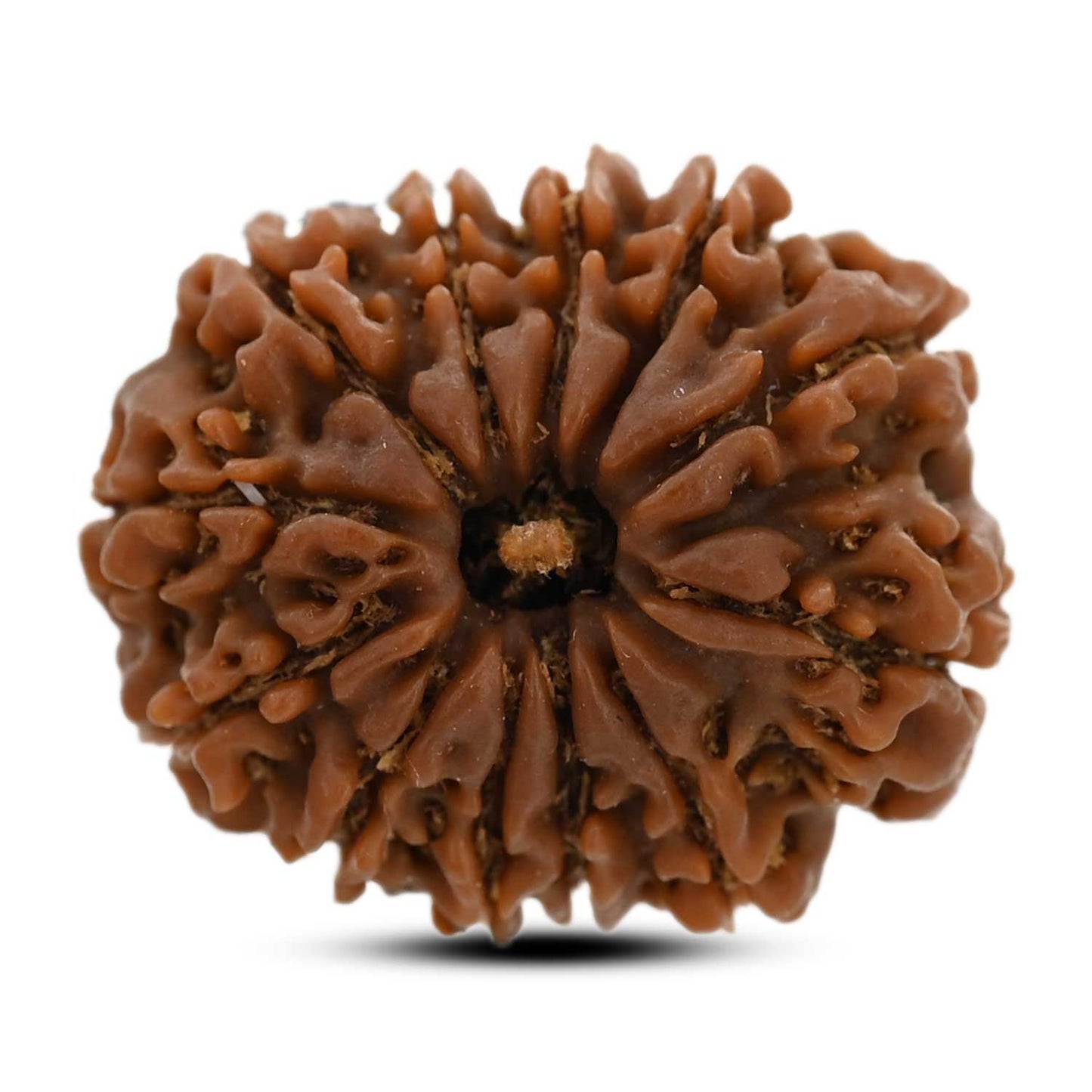 12 Mukhi Rudraksha (Nepal) 24.66 M.M.