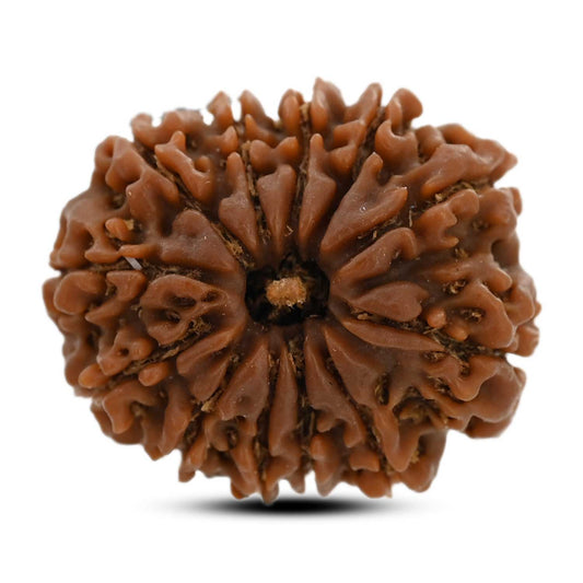 12 Mukhi Rudraksha (Nepal) 24.65 M.M.