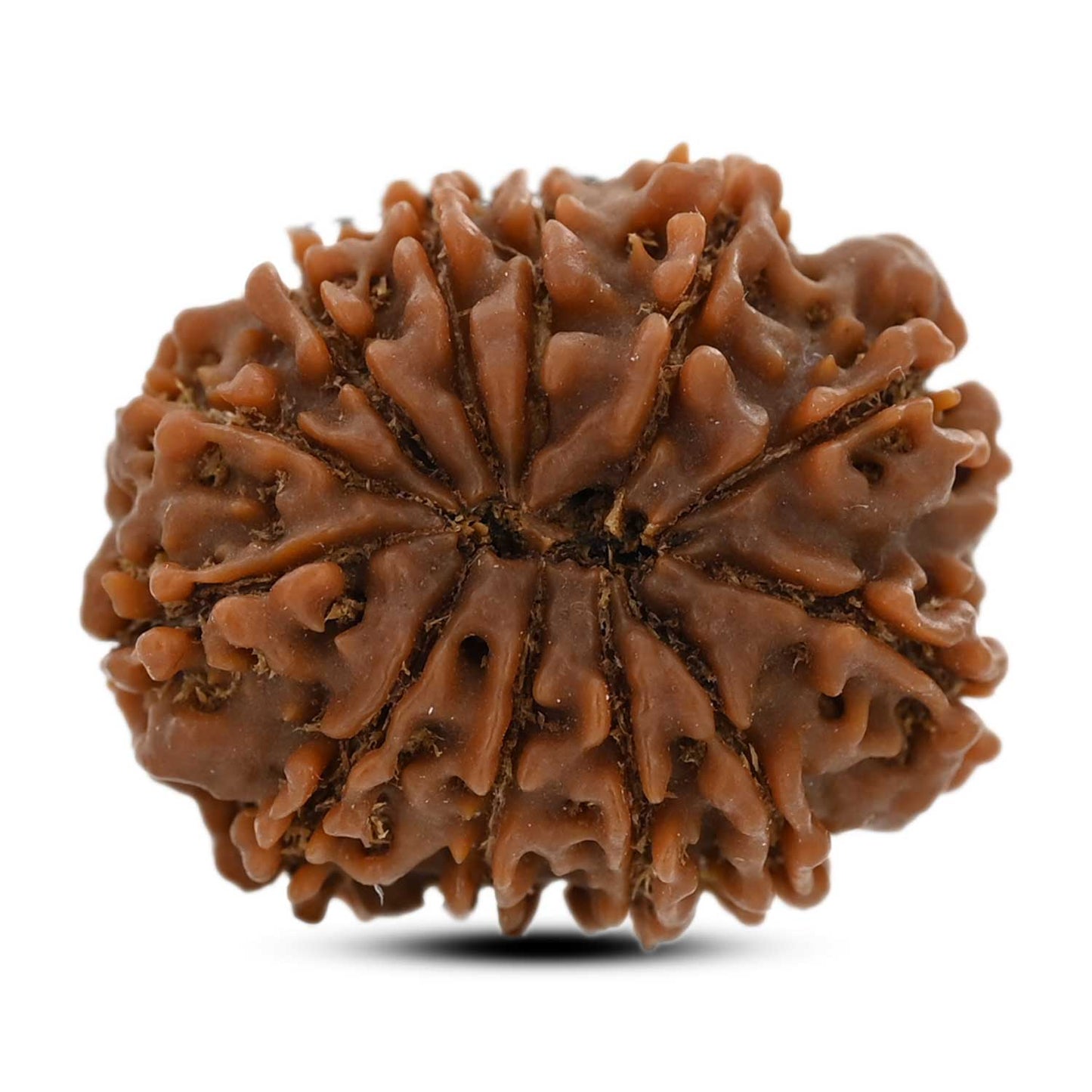12 Mukhi Rudraksha (Nepal) 24.66 M.M.