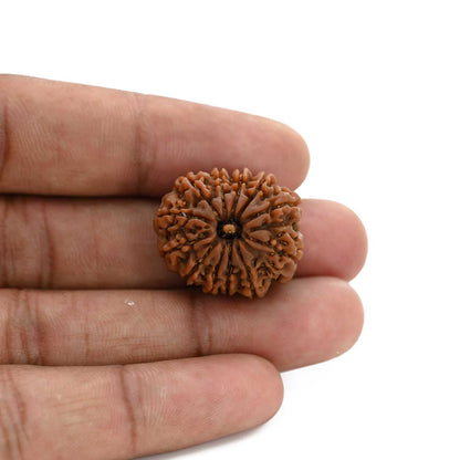 12 Mukhi Rudraksha (Nepal) 24.66 M.M.