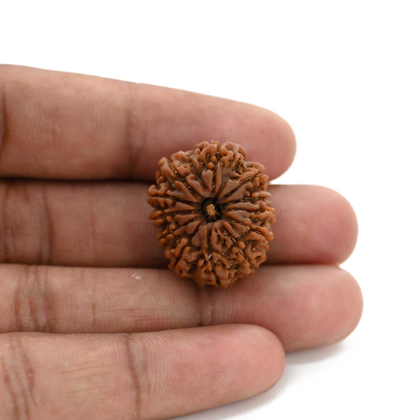 12 Mukhi Rudraksha (Nepal) 24.66 M.M.