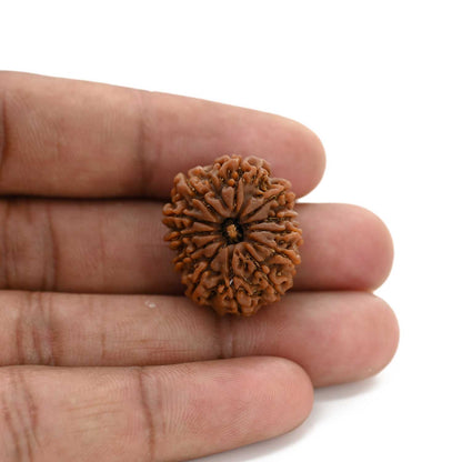 12 Mukhi Rudraksha (Nepal) 24.66 M.M.
