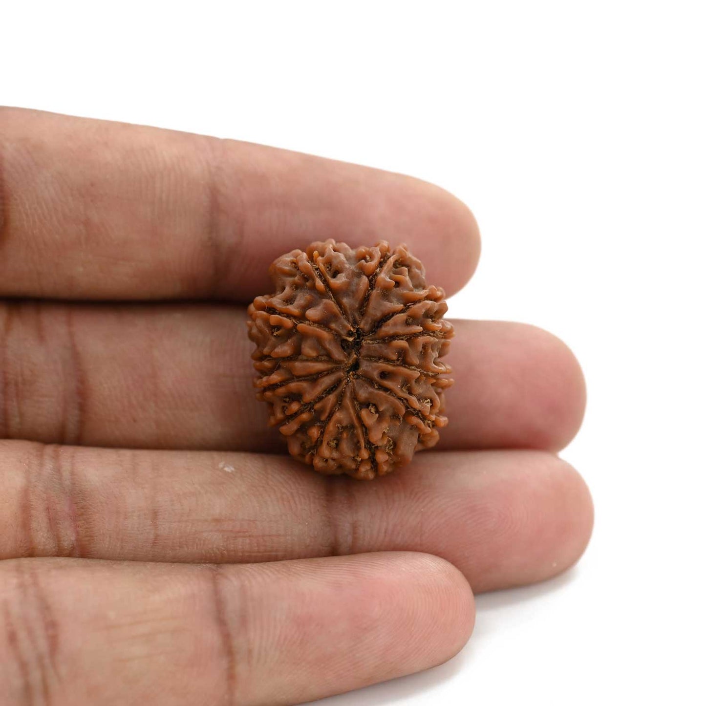 12 Mukhi Rudraksha (Nepal) 24.66 M.M.