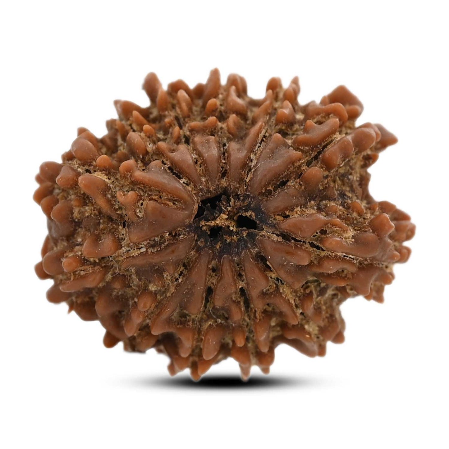 12 Mukhi Rudraksha (Nepal) 25.41 M.M.