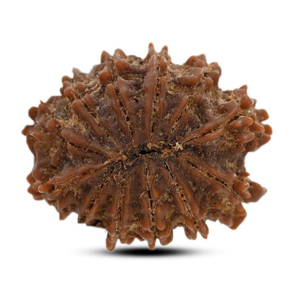 12 Mukhi Rudraksha (Nepal) 25.41 M.M.