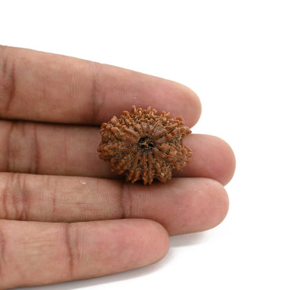 12 Mukhi Rudraksha (Nepal) 25.41 M.M.
