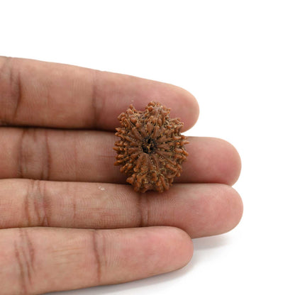 12 Mukhi Rudraksha (Nepal) 25.41 M.M.