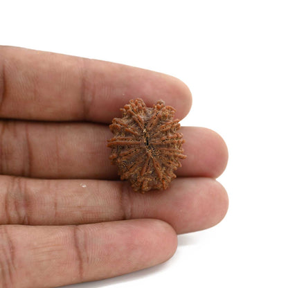 12 Mukhi Rudraksha (Nepal) 25.41 M.M.