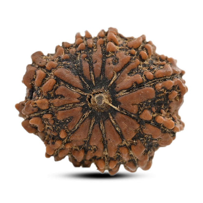 12 Mukhi Rudraksha (Nepal) 24.17 M.M.