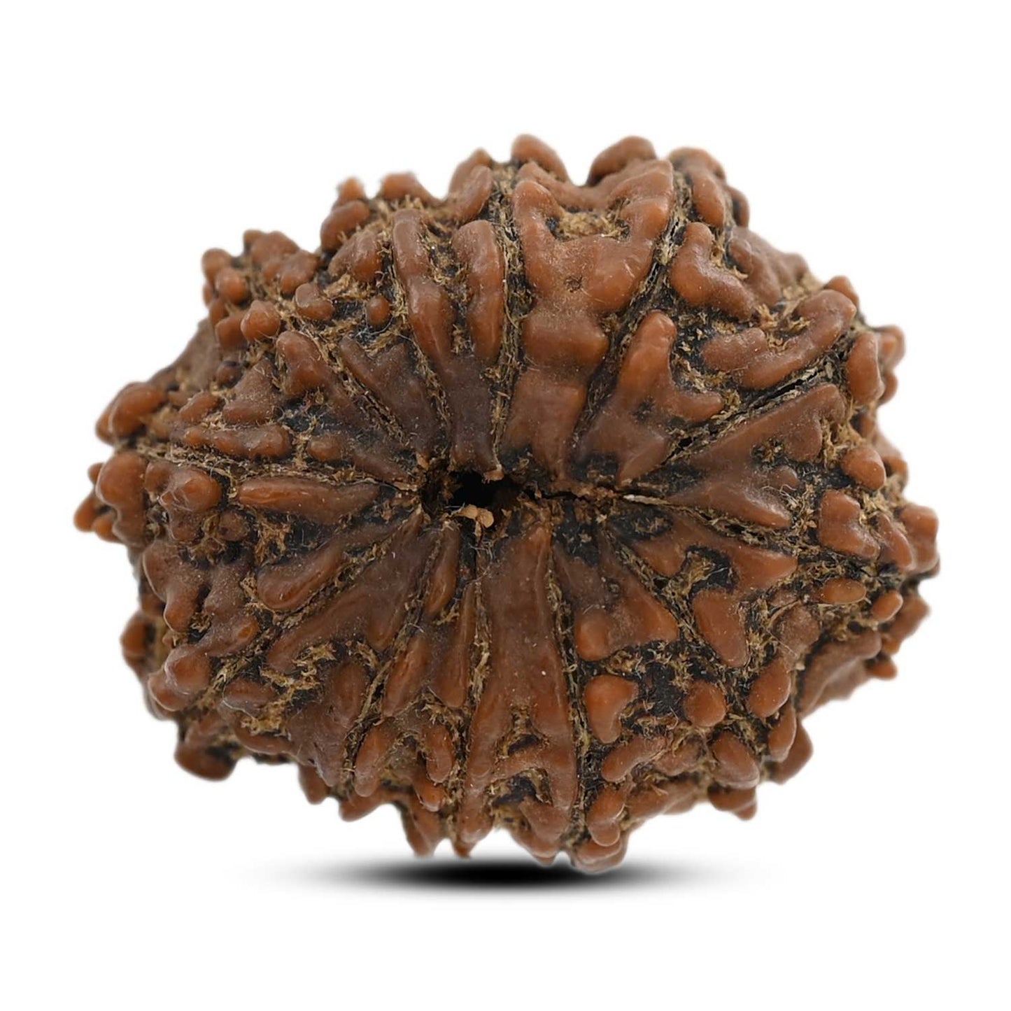 12 Mukhi Rudraksha (Nepal) 24.17 M.M.