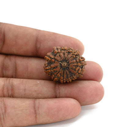 12 Mukhi Rudraksha (Nepal) 24.17 M.M.