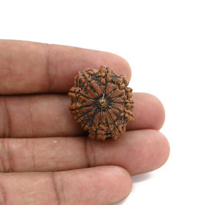 12 Mukhi Rudraksha (Nepal) 24.17 M.M.