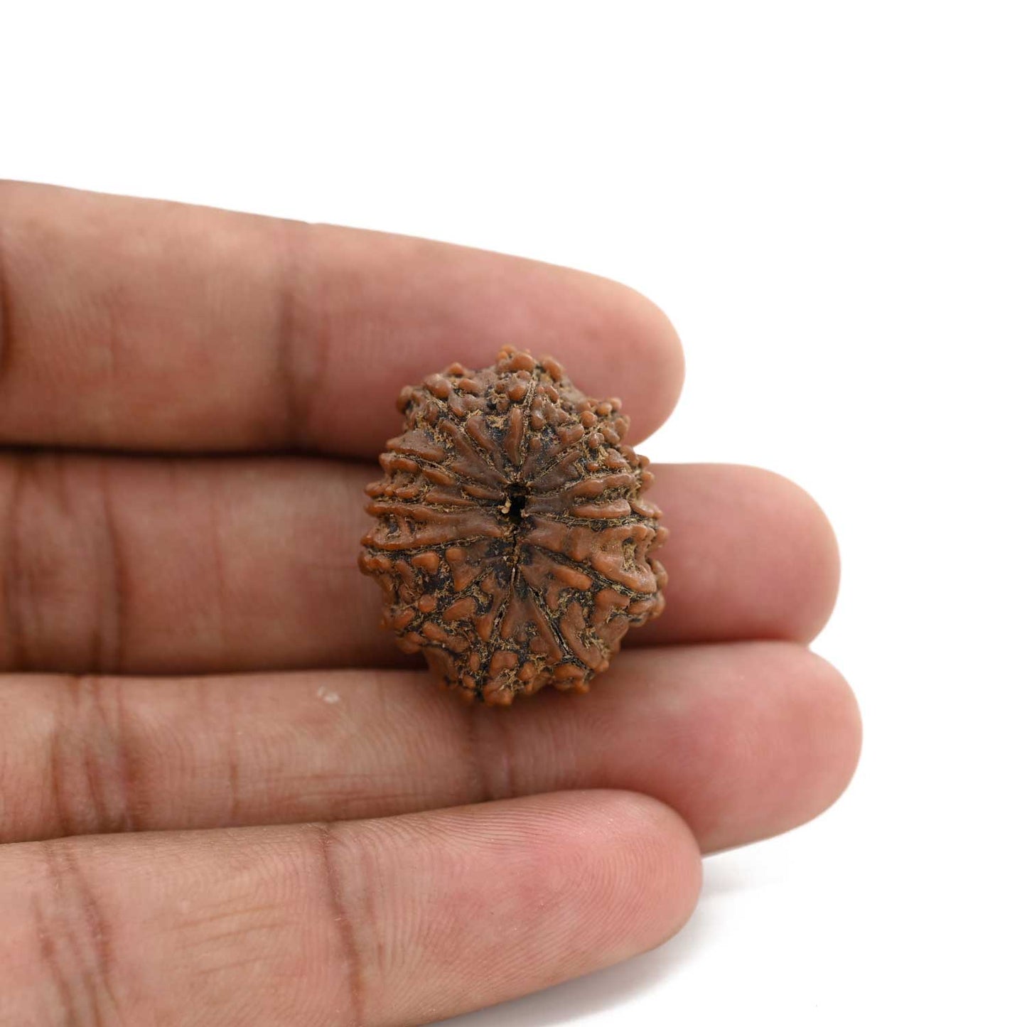 12 Mukhi Rudraksha (Nepal) 24.17 M.M.