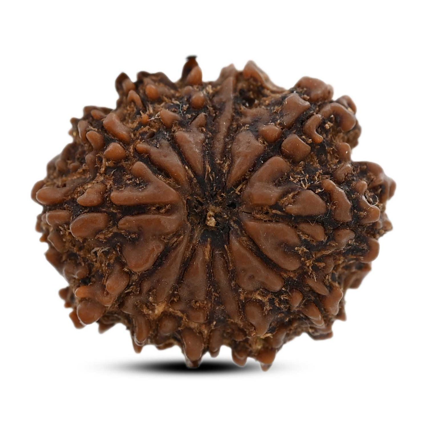 12 Mukhi Rudraksha (Nepal) 25.45 M.M.