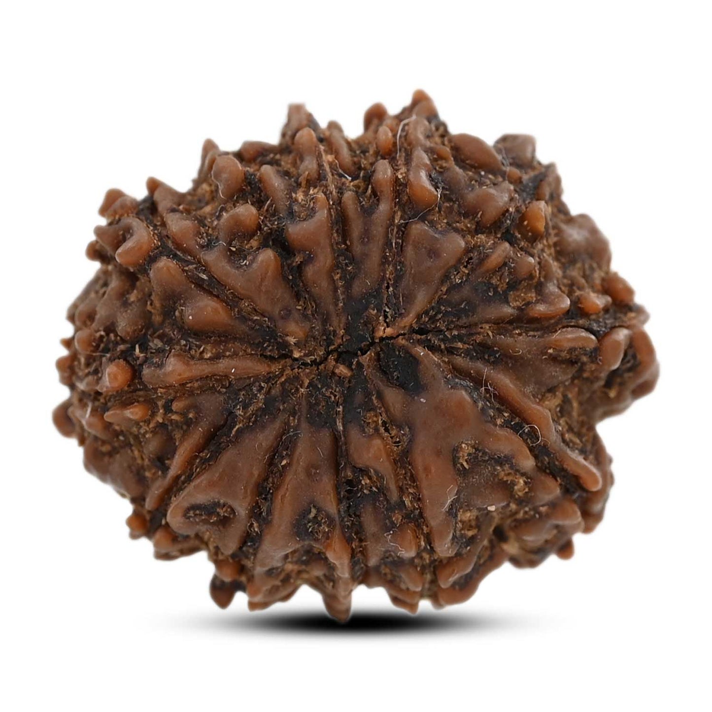 12 Mukhi Rudraksha (Nepal) 25.45 M.M.