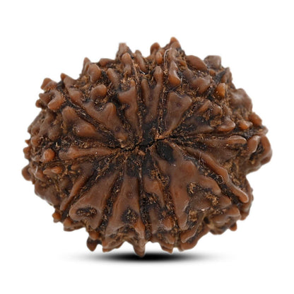 12 Mukhi Rudraksha (Nepal) 25.45 M.M.