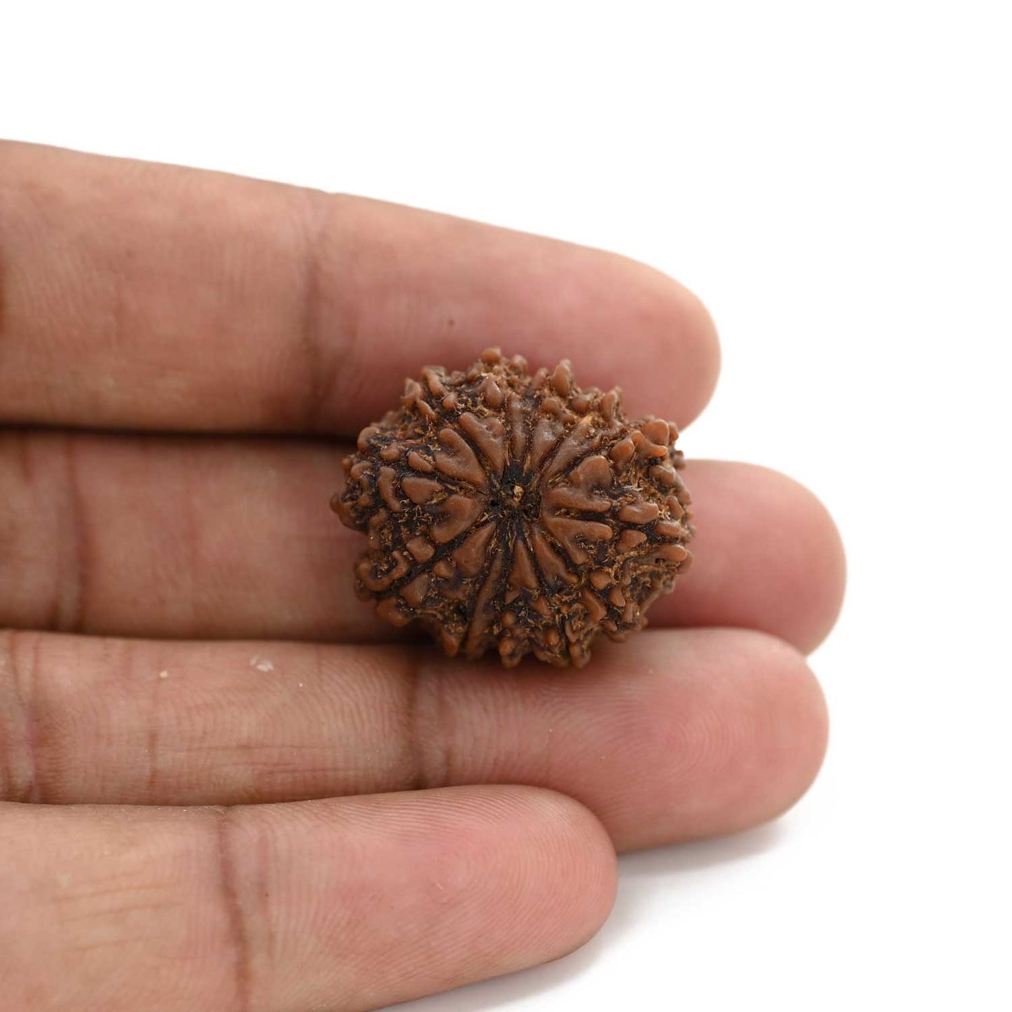 12 Mukhi Rudraksha (Nepal) 25.45 M.M.